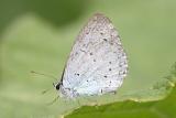 BoomblauwtjeHolly Blue Celastrina argiolus
