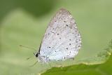 Celastrina argiolus <br>Holly Blue <br>Boomblauwtje