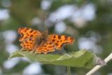 Polygonia c-album <br>Gehakkelde aurelia