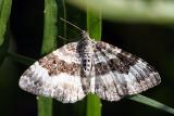 Epirrhoe alternata <br>Gewone bandspanner