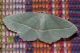 Campaea margaritata <br>Light emerald <br>Appeltak (vlinder)