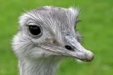 Struthio camelus <br>Ostrich <br>Struisvogel