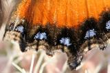 De Kleine Vos Small TortoiseshellAglais urticae