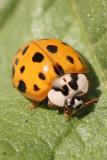 Harmonia axyridis <br> Aziatisch lieveheersbeestje