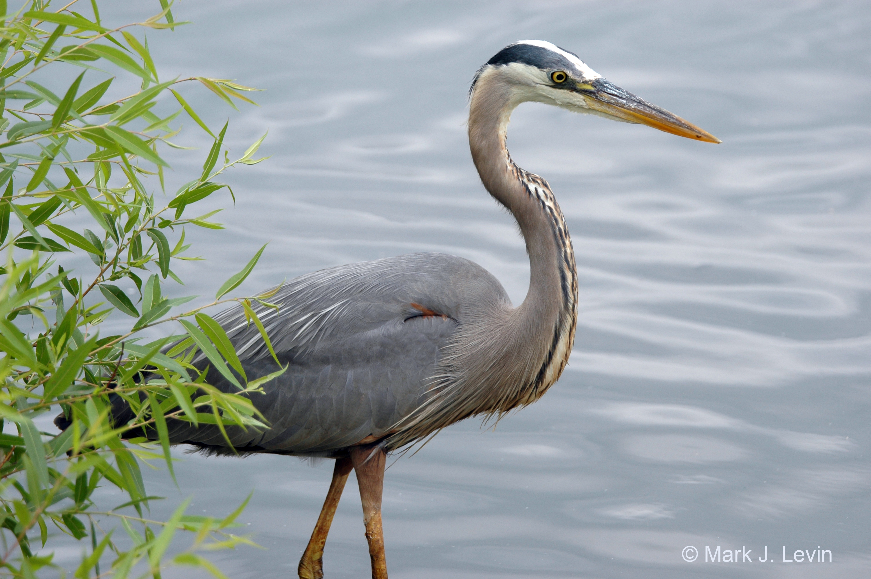 DSC_0042b.jpg