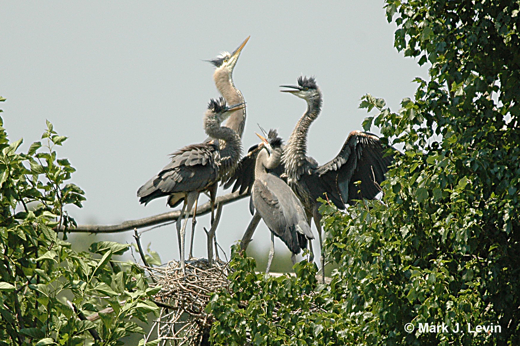 DSC_0145b.jpg