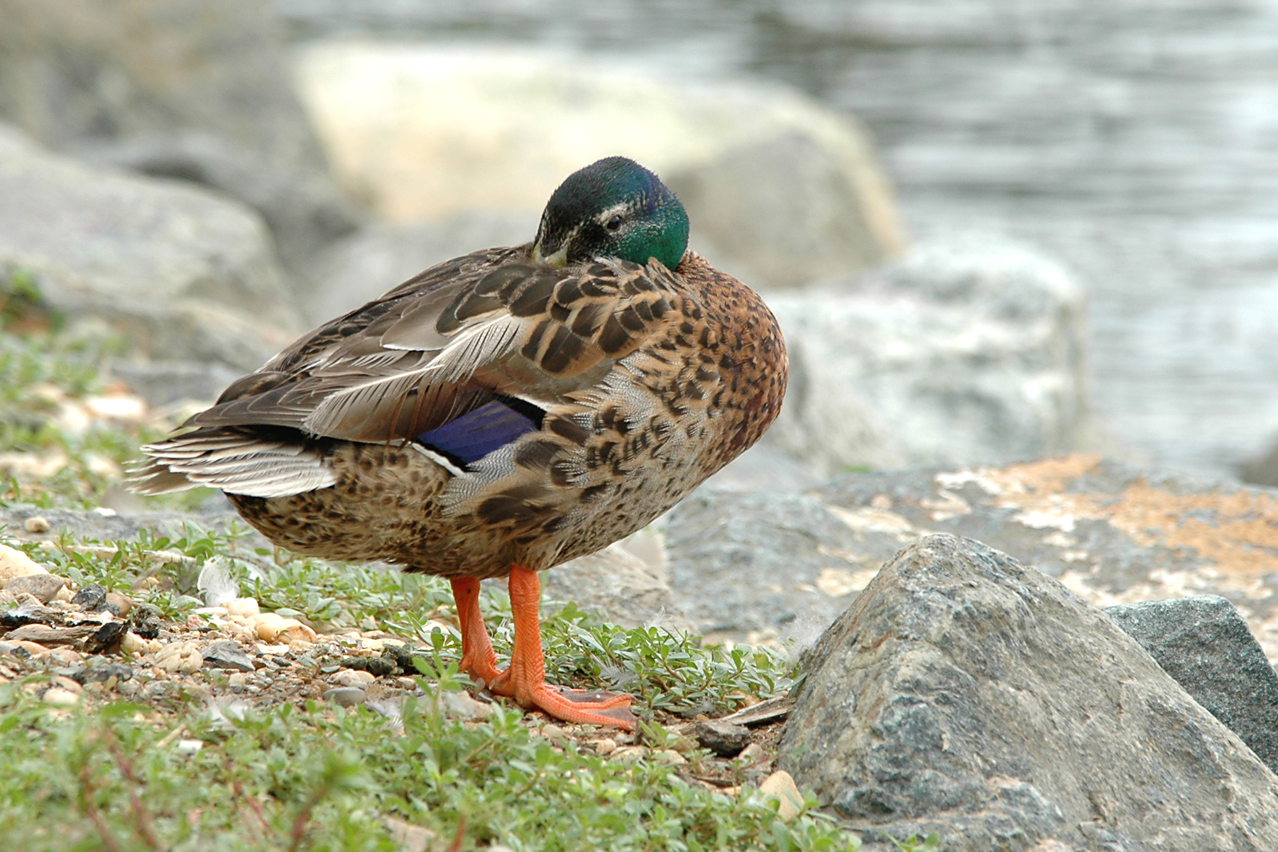 DSC_0087a.jpg