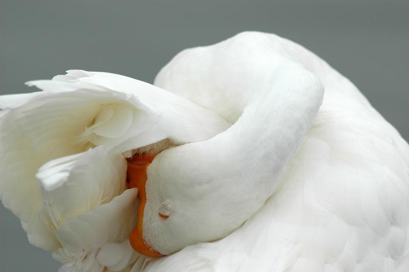 DSC_0099a.jpg