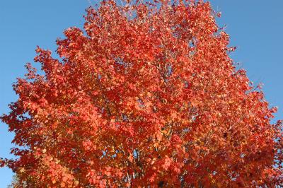 DSC_0044a.jpg