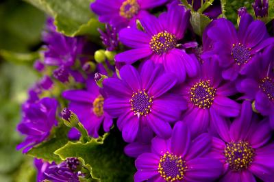 CRW_21816.jpg