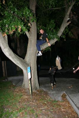 Tampa Police K-9 Unit