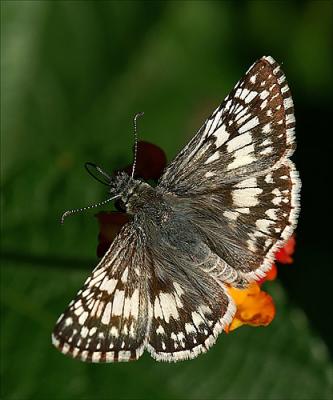 PICT2889.jpg