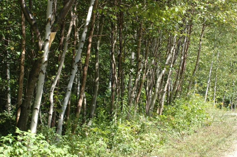 Leaving  a beautiful forest