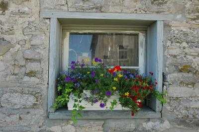 beautiful flowers