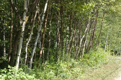 Leaving  a beautiful forest