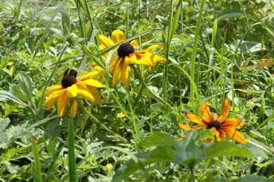 these wild flowers