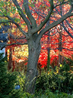 RED FOLIAGES OF AUTUMN