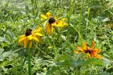 these wild flowers