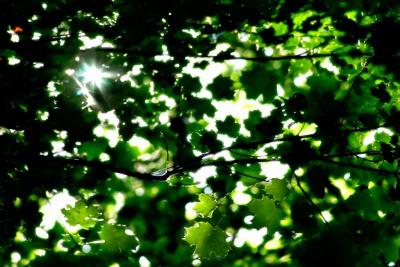 Sous les arbres/ Under the trees