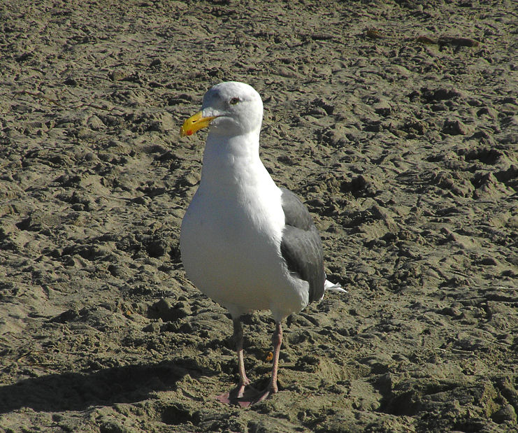 Big Gull