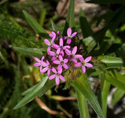 Unknown Wildflower