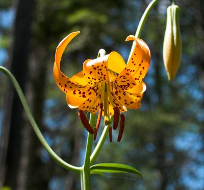 Columbia Lily, small flowered tiger lily