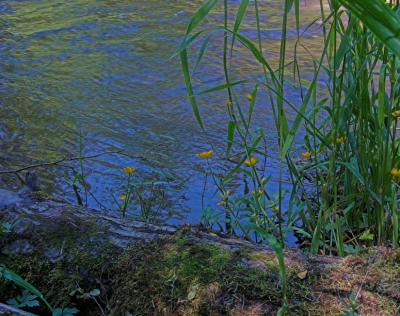 Mill Creek and Flowers