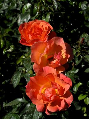 Manito Gardens Roses