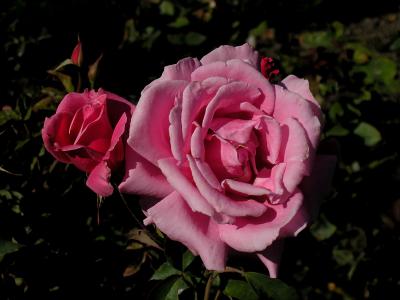 Manito Gardens Roses