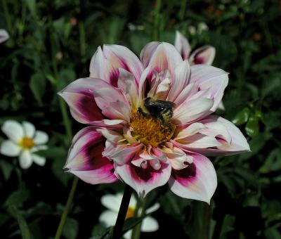 Dahlia and bee