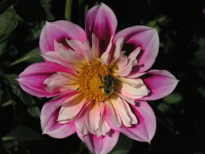 Dahlia and bee