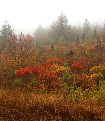 Fall Colors, Mt. St. Helens