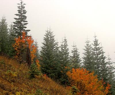 Fall colors, Mt. St. Helens