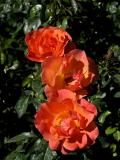 Manito Gardens Roses