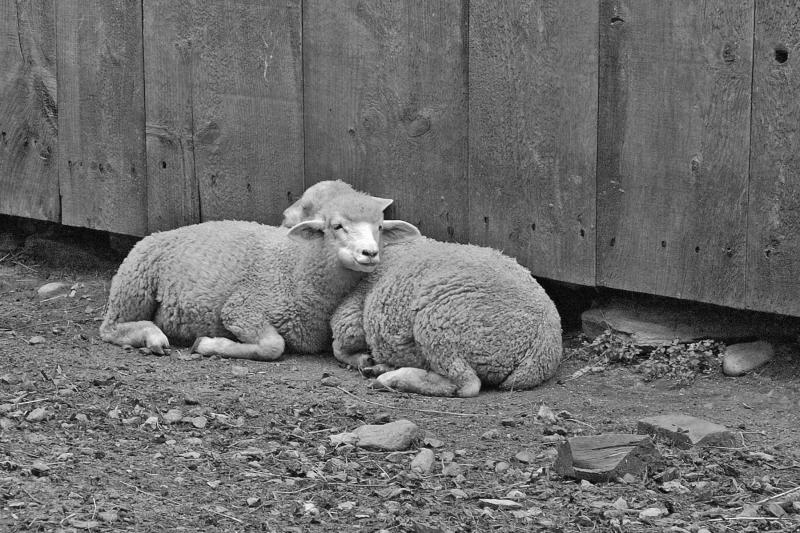 NewEngland05-001bw.jpg
