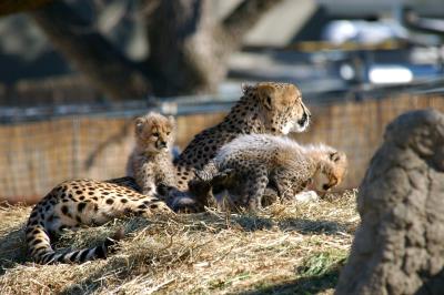 cheetahs005.jpg