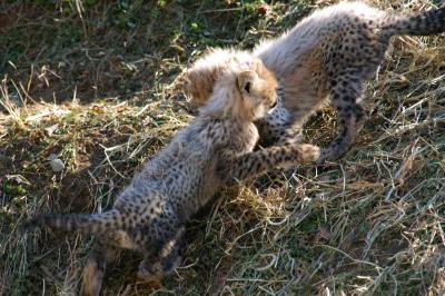 cheetahs011.jpg