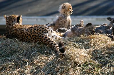 cheetahs012.jpg