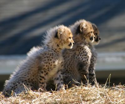 Safari Practice -- Cheetahs