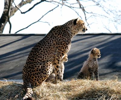 Safari Practice -- Cheetahs