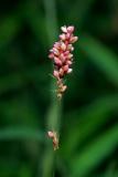 Meadowside026.jpg