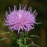 Meadowside067.jpg