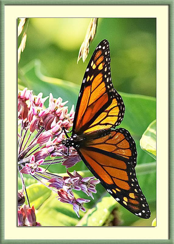 Monarch Butterfly.jpg