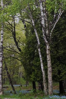 v3/17/553517/3/44195089.Tranquil.jpg