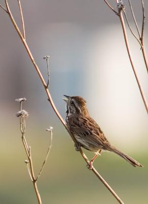 Singing Sparrow