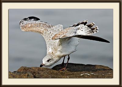 Immature Ring-Billed Gull Ready for takeoff