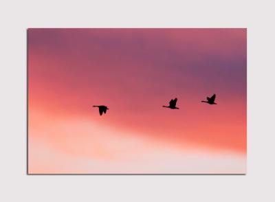 Geese at Sunset