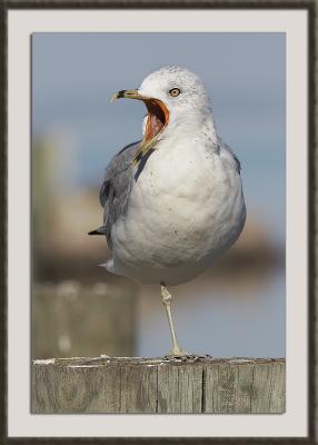 Screeching Gull.jpg