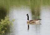 Canada-Goose.jpg