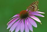 butterfly on a cone flower2.jpg